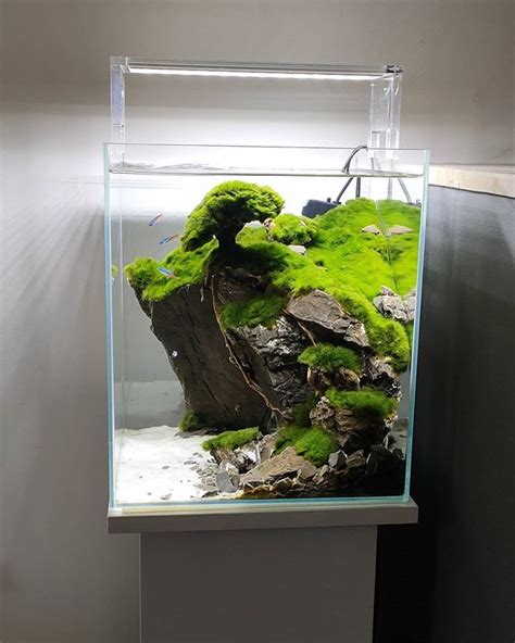 Aquaman Nature Studio No Instagram Aquaman Cube Day 152 Aquascaping