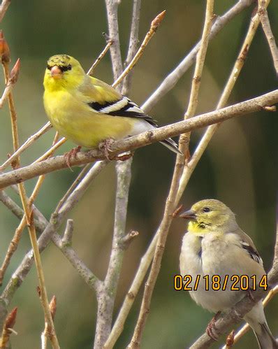 Madrona Marsh American Goldfinch 1497 Pekabo Flickr