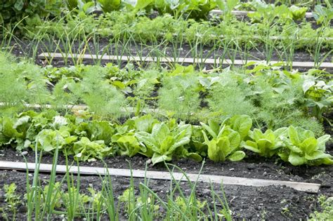 Allotment Garden Bed Stock Photo Image Of Vegetable 12400164