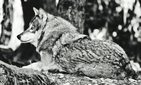 Premium Photo Side View Of Wolf Relaxing On Rock