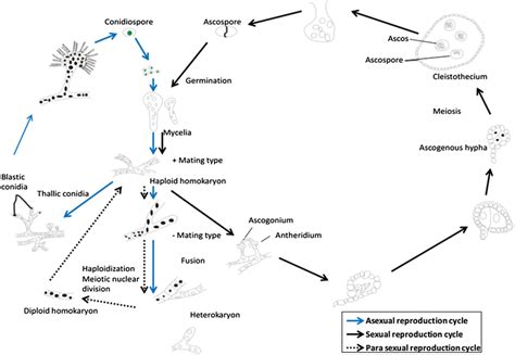 Life Cycle Of Filamentous Fungi Blue Arrow Indicates Asexual Download Scientific Diagram