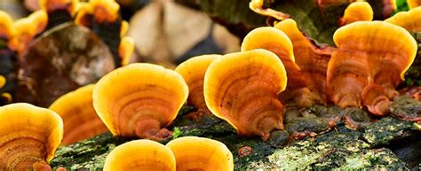 Reishi Info | The King of Herbs