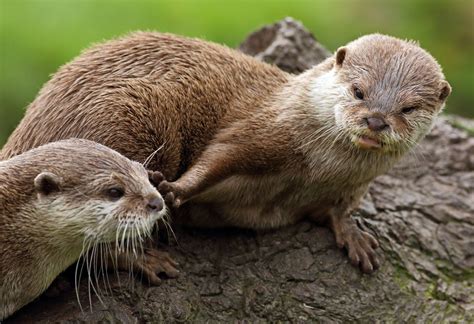 15 Fascinating Facts About Otters