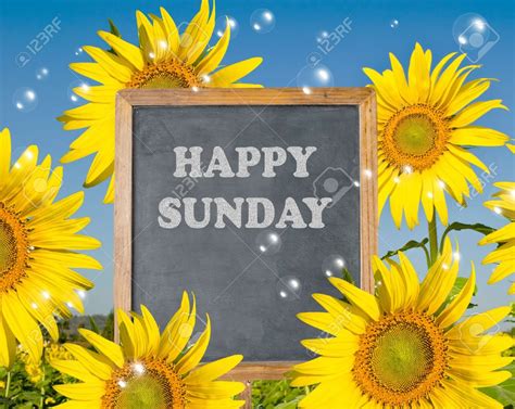 Happy Sunday With Blooming Sunflower On Background Stock Photo