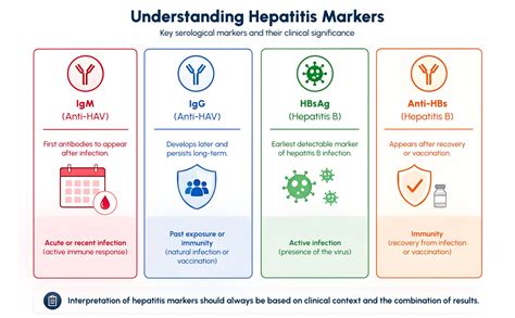 From Infection To Immunity Understanding Hepatitis Markers In Diagnosis