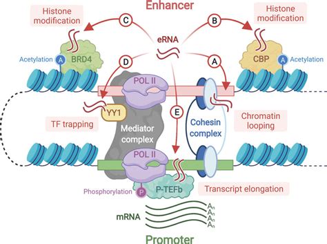 Promiscuous Interactions Between Nascent ERNAs And Regulatory Factors