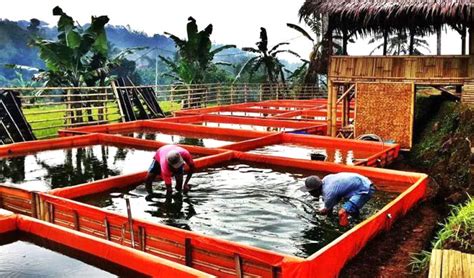 Cara Budidaya Ikan Lele Cepat Panen Dalam Kolam Terpal