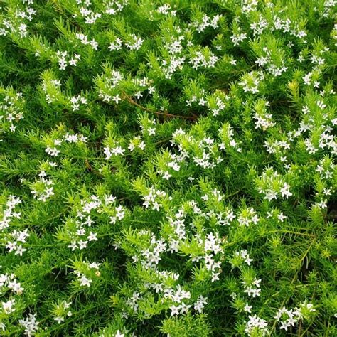 Myoporum White Ground Cover - ground cover good