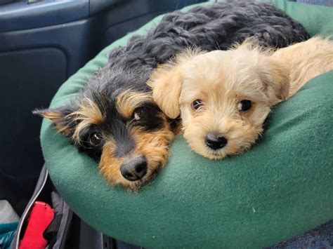 Chiweenie Poodle Mix in - Puppies for Sale Near Me