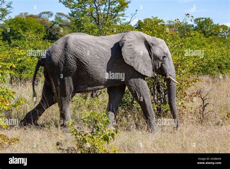 Delta Okavango Du Botswana Afrique Banque De Photographies Et Dimages