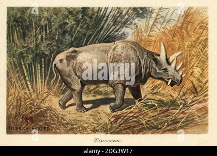 Uintatherium Anceps En Un Claro De La Selva Bestia De Las Monta As