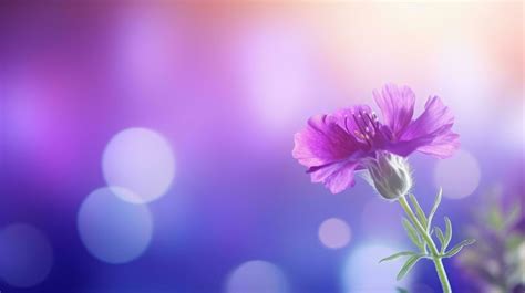 Violet Flower Background Stock Photos, Images and Backgrounds for Free Download