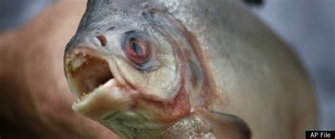 Self - Giving Love: Piranhas Attack 100 Beach Goers In Brazil