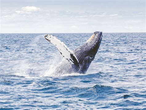 Whale Watching In Iceland Best Places And Time To See Them Pricing