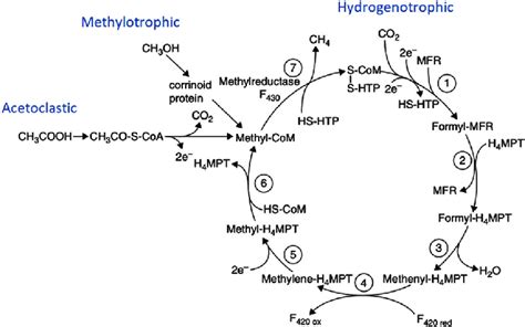 The Pathway Of Methane Formation From Acetate Methanol And Co 2 Mfr Download Scientific