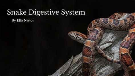 Snake Digestive System by Ellianna Nistor on Prezi