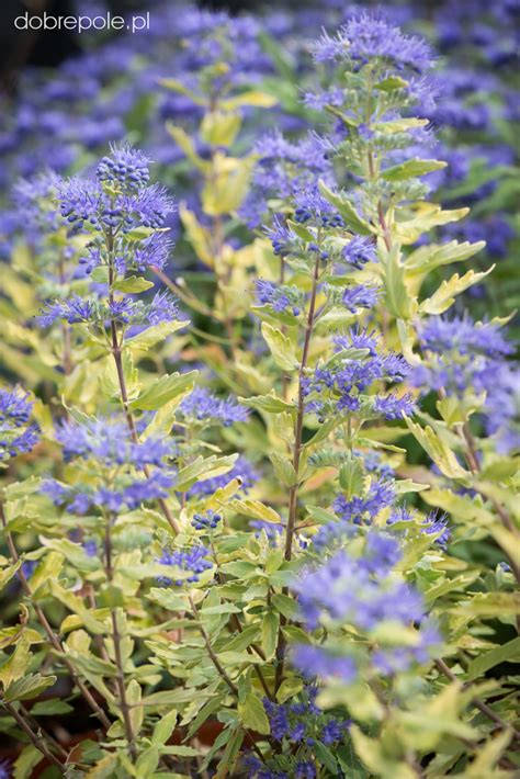 Szkółka Bylin Dobrepole Caryopteris x clandonensis Gold Crest