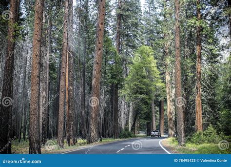 Into The Wild With Car Stock Image Image Of Park Exploration 78495423