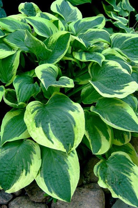 Buy Brim Cup Hosta Lily Free Shipping Wilson Bros Gardens 5 Pack