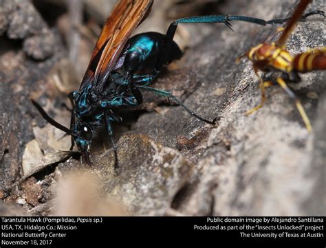 Tarantula Hawk Pompilidae Pepsis Sp Tarantula Hawk Po Flickr