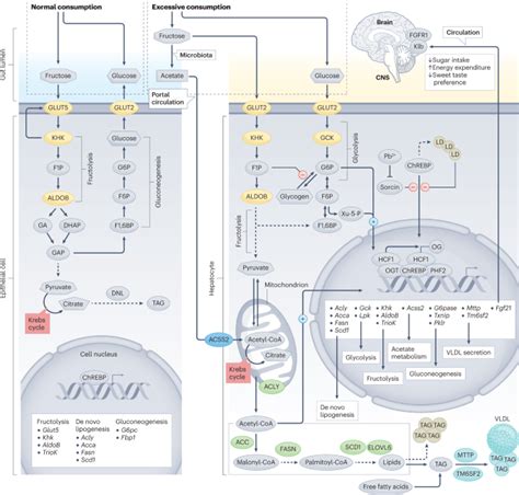 Nature Reviews Endocrinology On Twitter New Content Online The Role