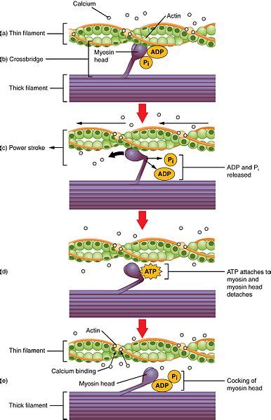 Contraction of Cardiac Muscle - Pathway of Contraction - TeachMePhysiology