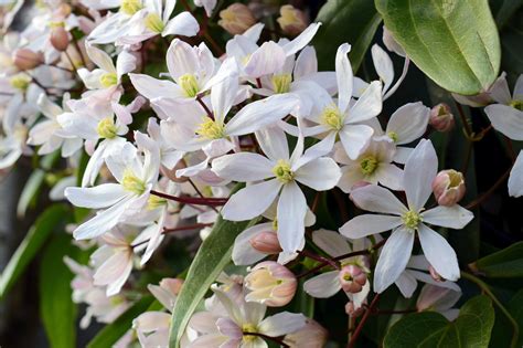 Clématites à floraison hivernale comment profiter de ces plantes