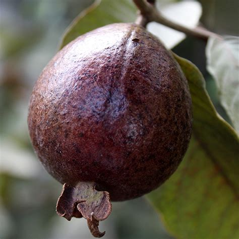 Black Guava, Amrud - Plant Nursery Nisarga