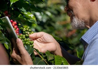 Agriculturist Hands Harvesting Red Yellow Fresh Stock Photo