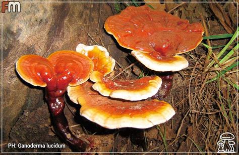 Ganoderma Lucidum Il Miracoloso Fungo Reishi Funghi Magazine