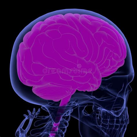 Brain Render Stock Illustration Illustration Of Isolated 10055524