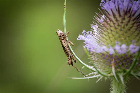 Baby Grasshopper Photograph by John Benedict