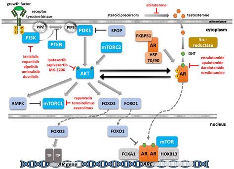 Ijms Free Full Text Addressing The Reciprocal Crosstalk Between The