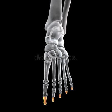 Distal Phalanges of the Foot, 3D Illustration Stock Illustration ...