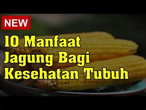 Temukan Manfaat Sayur Jagung Yang Jarang Diketahui Solider