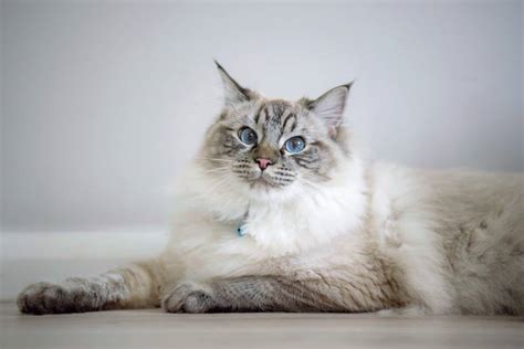 Lynx Point Ragdoll Cat: Info, Facts, Traits & More (With Pictures)