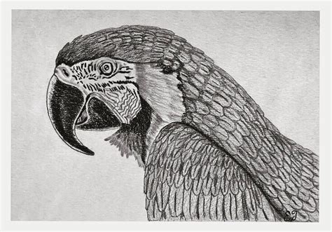 Pencil drawing macaw Drawing by Aeden Teshale - Pixels