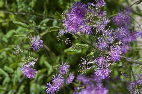 Meadow Rue Plant Care How To Grow Meadow Rue Flowers Gardening Know How