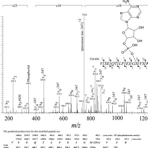 Ms Ms Spectrum Of The Fox 4 Triply Charged Tryptic Peptide 55 To 68 Download Scientific Diagram