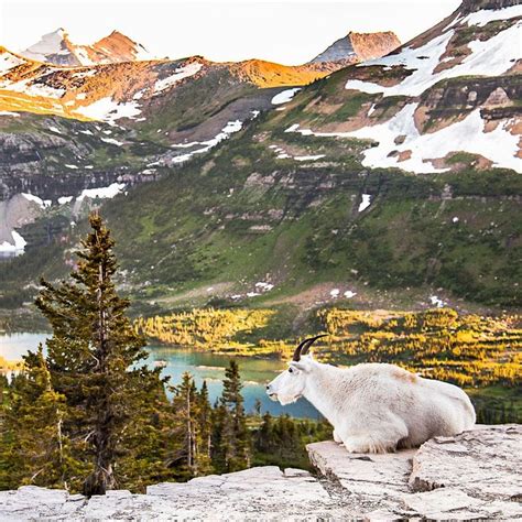 Where to See Wildlife in Glacier National Park | Glacier national park