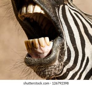 Herbivores Teeth Prehistoric Teeth: Carnivores, Herbivores, And