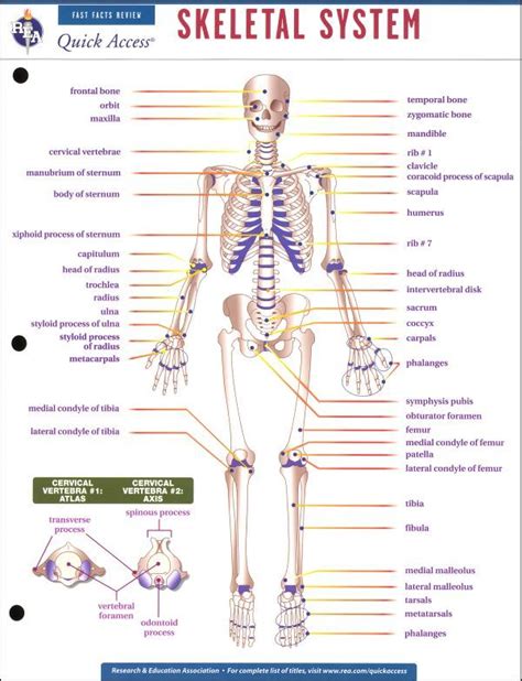 skeletal system activities - ModernHeal.com