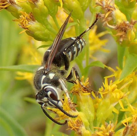 Bald Faced Hornet Dolichovespula Maculata Bugguidenet