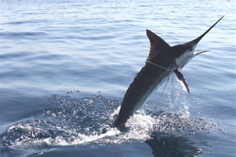 Striped Marlin The Fishing Website