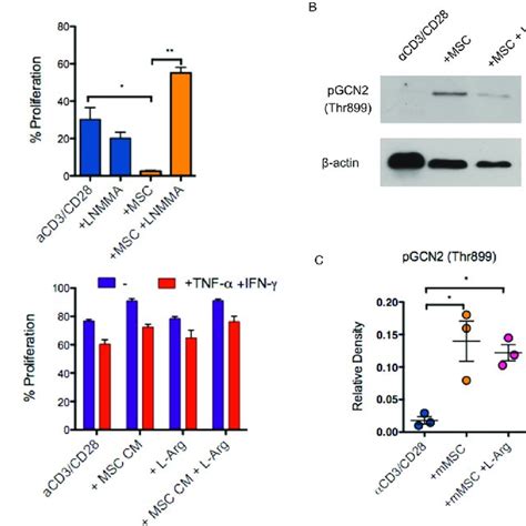 Mouse Mscs Inhibit T Cell Proliferation Via No Production And Induction Download Scientific