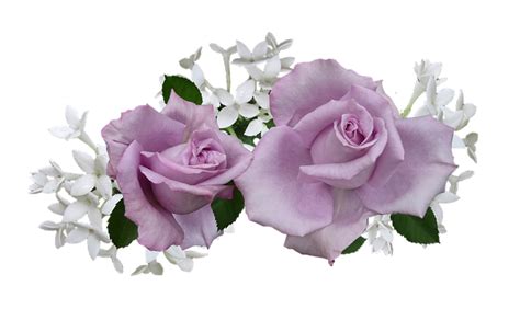 Mauve Roses White Free Photo On Pixabay Pixabay