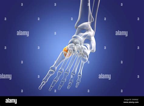 Medial cuneiform bone, illustration Stock Photo - Alamy