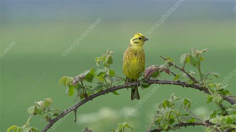 Yellowhammer male singing - Stock Video Clip - K011/2387 - Science ...