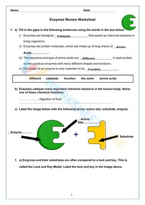 Enzyme Worksheets