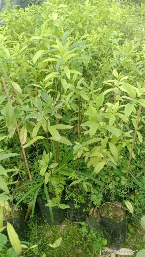 Full Sun Exposure Green White Sandalwood Plant For Garden At Rs